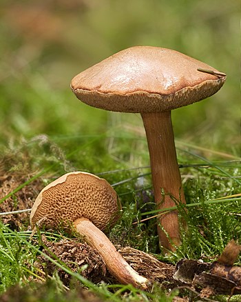 Hřib peprný (Chalciporus piperatus) je houba z čeledi hřibovitých