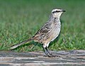 Chalk-browed mockingbird