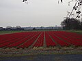 champ de tulipe