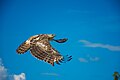 Accipitridae in flight at Udawalawe National Park.