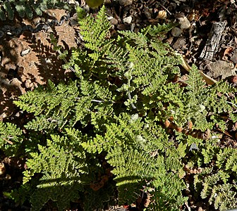 Cheilanthes feei