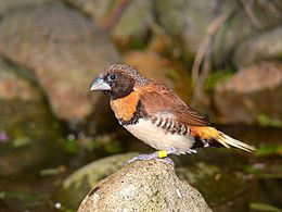 Barnamellű nádipinty (Munia castaneothorax)