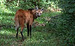 Miniatura para Lobo-guará