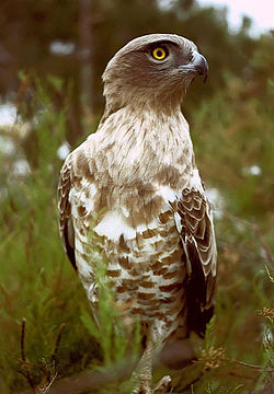 A dark individual of the Short-toed Eagle.