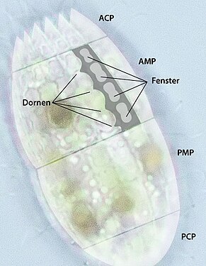 Schéma de Coleps avec ses plaques corollaires (ACP, PCP) et principales (AMP, PMP) antérieures et postérieures.