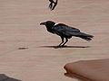 Schildrabe Pied Crow