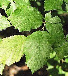 Corylus cornuta.jpg