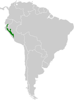 Distribución geográfica del curutié cariestriado.