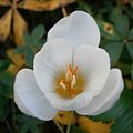 Crocus pulchellus 'Zephyr' inside of the flower