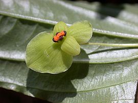 Croomia heterosepala