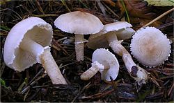 Dvokiančioji šlakabudė (Cystoderma carcharias)