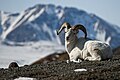 Dall Sheep (14230716182).jpg