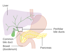 Biliary tract Diagram showing the position of the perihilar bile ducts CRUK 357.svg