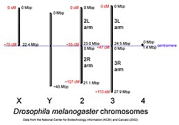 Drosophila-chromosome-diagram.jpg