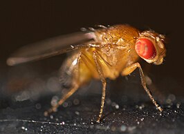 Drosophila melanogaster