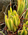 Dudleya viscida