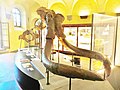 Eksemplar i Museo Paleontologico di Montevarchi