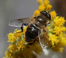 Con đực Eristalis tenax