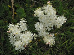 Koloncos legyezőfű (Filipendula vulgaris)