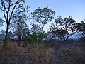 Cerrado na parte alta do Boqueirão, com espécies de galhos retorcidos