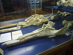 Crânio e presas fósseis de T. longirostris , de Ballestar, Espanha no Museu Geológico do Seminário de Barcelona, Barcelona