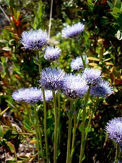 Vuorisinipallo (Globularia vulgaris)