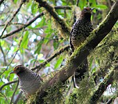 Eaglenest Wildlife Sanctuary (India)