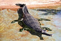 Gavial (Gavialis gangeticus)