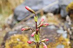 Miniatura para Gentianella weberbaueri