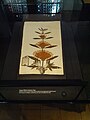 George Clifford’s herbarium sheet
