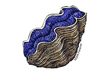 Drawing of a giant clam (NOAA) Giant Clam (Tridacna).jpg