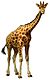 Giraffa camelopardalis Brockhaus бял фон.jpg