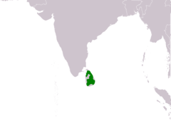 Distribución de Glaucidium castanotum