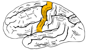 Gray726 precentral gyrus.png