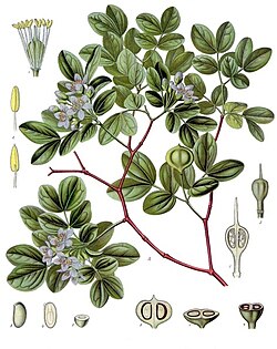 Zygophyllaceae: Guajacum officinale (ilustração do Köhlers Medizinal Pflanzen).