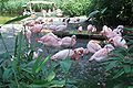 Flamingos im Zoo von Hannover