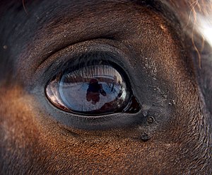 Eye of horse.