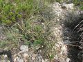 Hesperaloe parviflora und Dasylirion texanum in Dolan Falls Texas