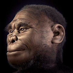 50,000 years ago several different human species coexisted on Earth including modern humans and Homo floresiensis (pictured). Homo floresiensis v 2-0.jpg