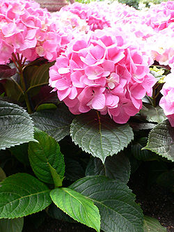  Hydrangea macrophylla