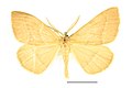 Museum specimen