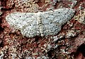 Idaea seriata Paardenbloemspanner