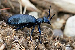 közönséges nünüke - Meloe proscarabaeus