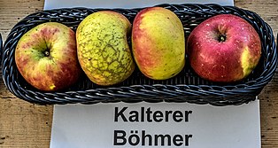 Kalterer Böhmer