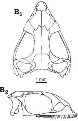 Kuehneosaurus