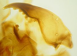 Cabeza de un insecto mostrando las mandíbulas sin palpos.