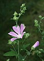 Thüringer Strauchpappel (Lavatera thuringiaca)