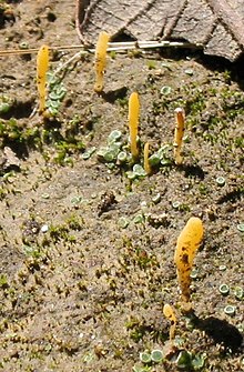 Lepidostroma vilgalysii, type collection, in the field, 2007.jpg