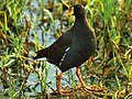 Thumbnail for Lesser moorhen