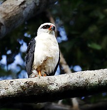 Leucopternis melanops - Чернолицый ястреб.jpg